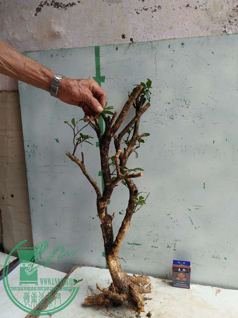 �½��ļ��� (3)IMG20170711125451.jpg