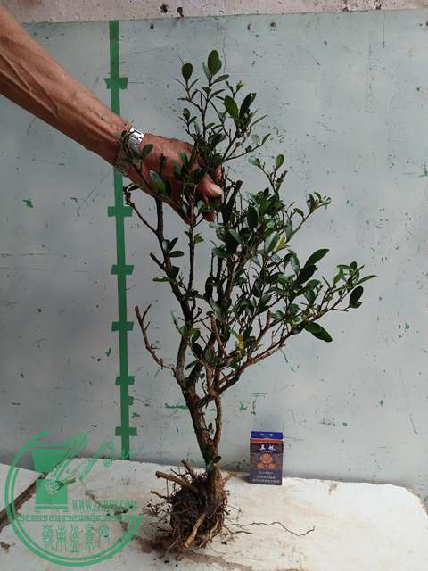 �½��ļ��� (3)IMG20170711125708.jpg