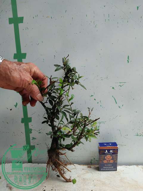 �½��ļ��� (3)IMG20170711125735.jpg