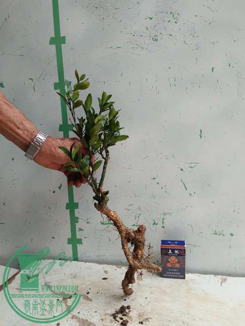 �½��ļ��� (3)IMG20170711125756.jpg