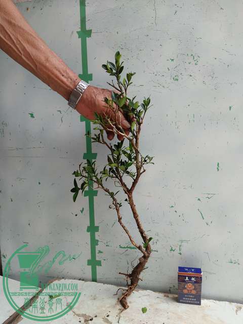 �½��ļ��� (3)IMG20170711125823.jpg