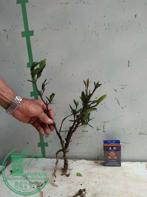 �½��ļ��� (3)IMG20170711125856.jpg