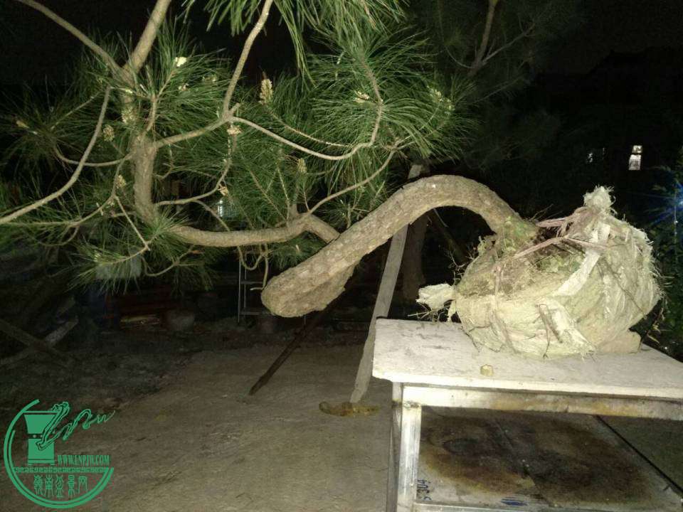image.jpg