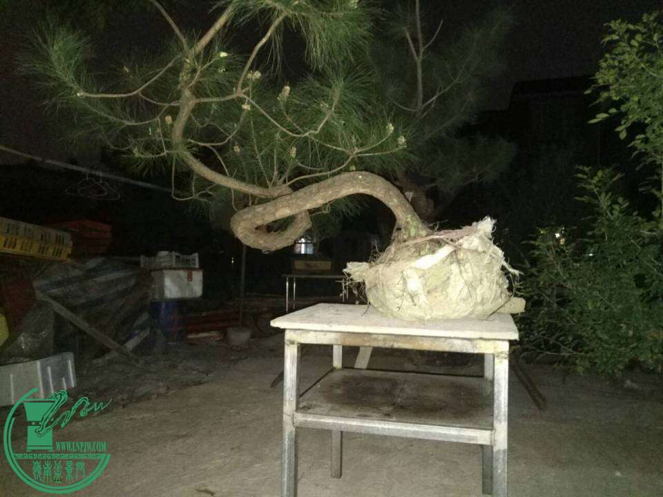 image.jpg