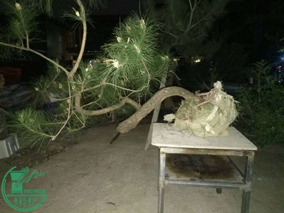 image.jpg