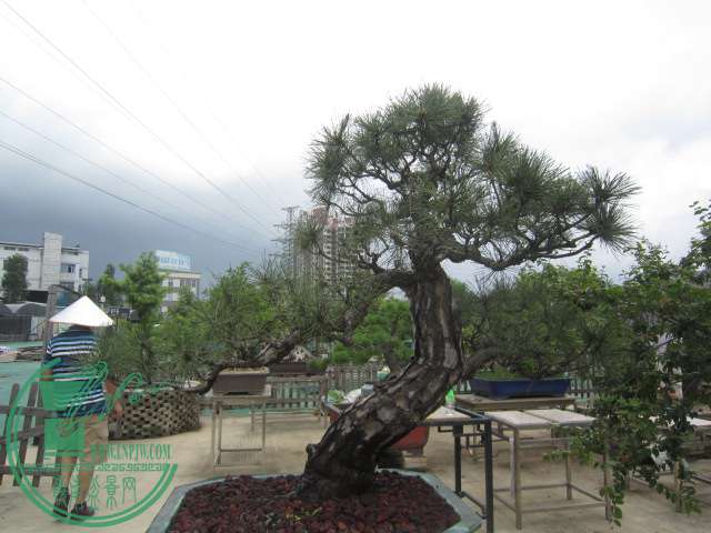 IMG_6247.JPG