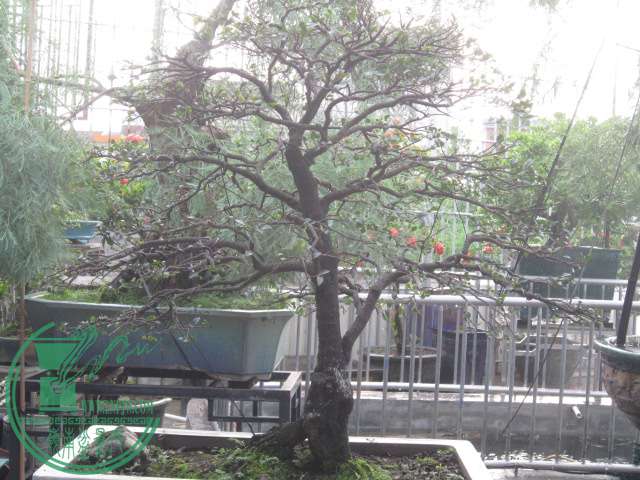 IMG_6482.JPG