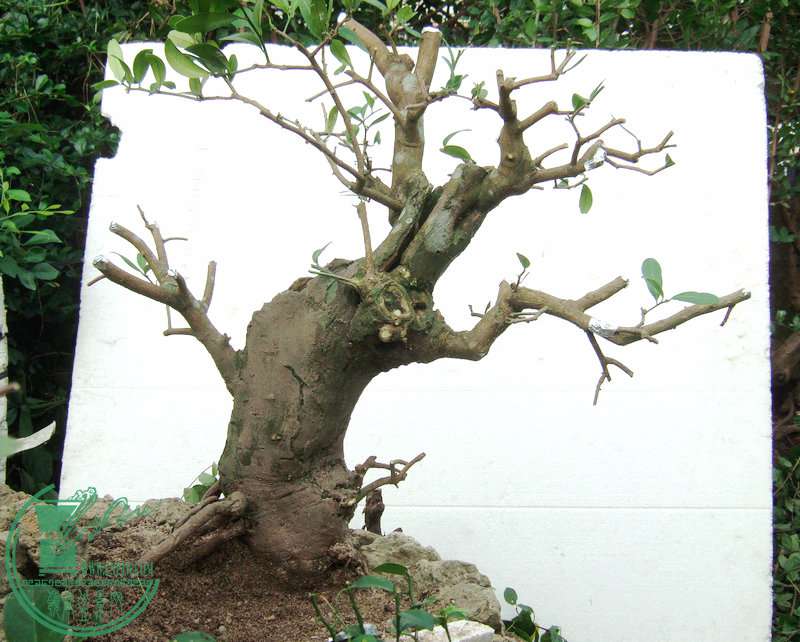 DSCF8096.JPG