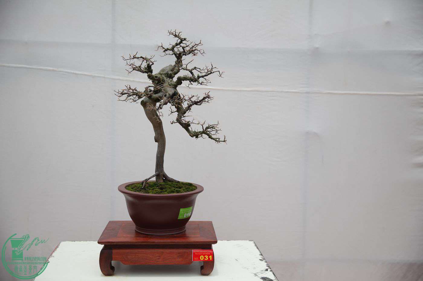 31IMG_0312.jpg