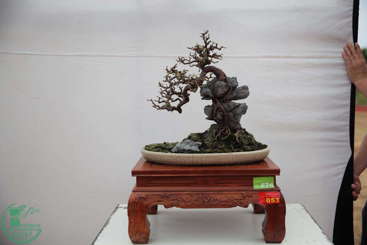 53IMG_0336.jpg