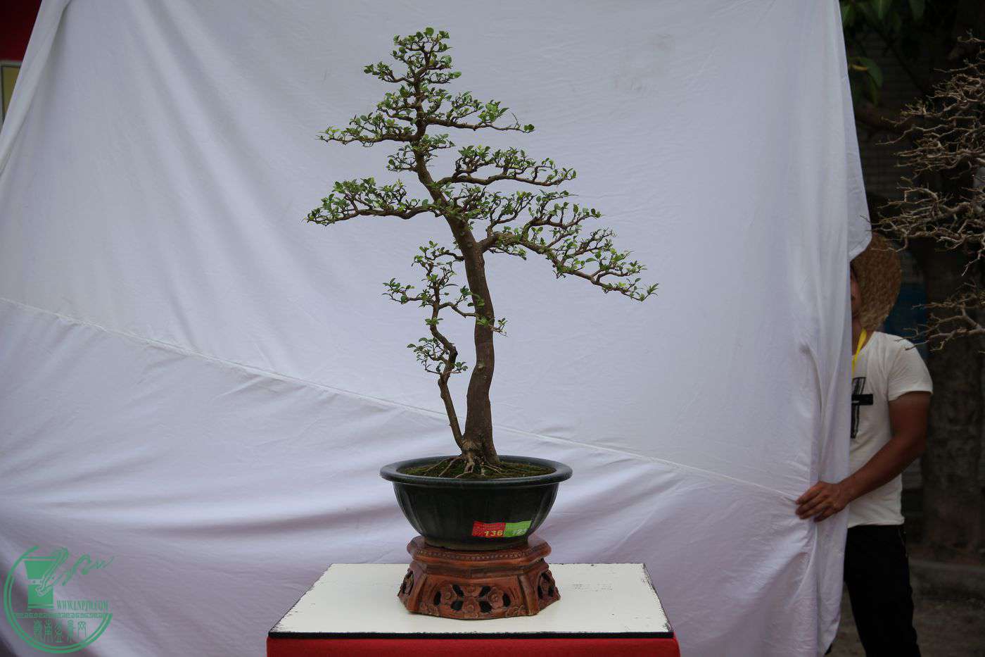 136IMG_0460.jpg