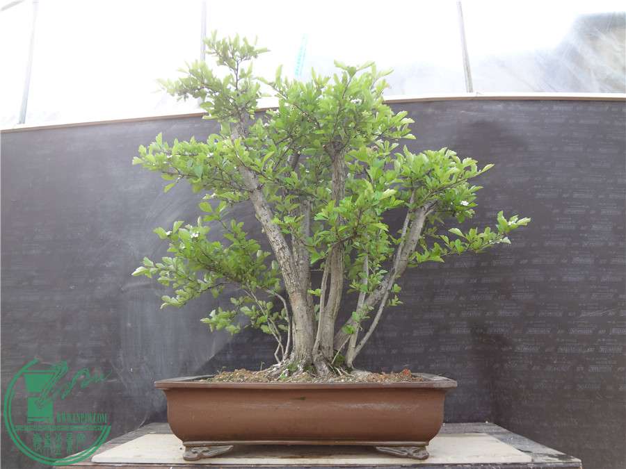 DSC03020.jpg