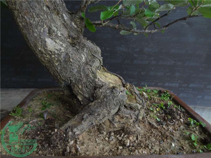 DSC06800.jpg