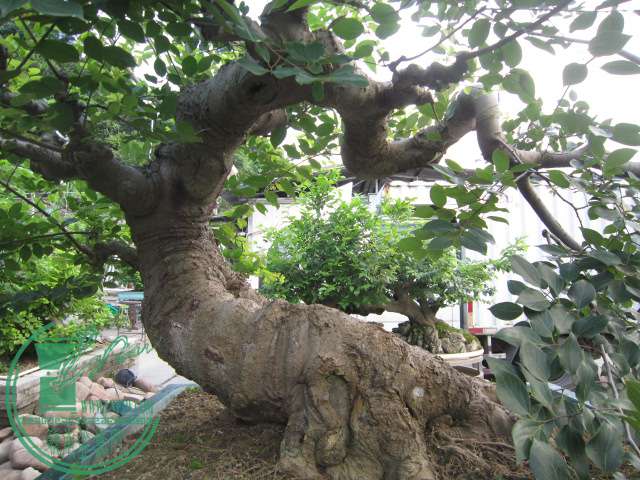 IMG_6500.JPG