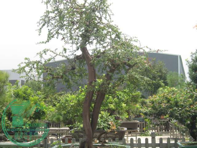 IMG_6611.JPG