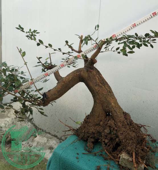 СҶ������