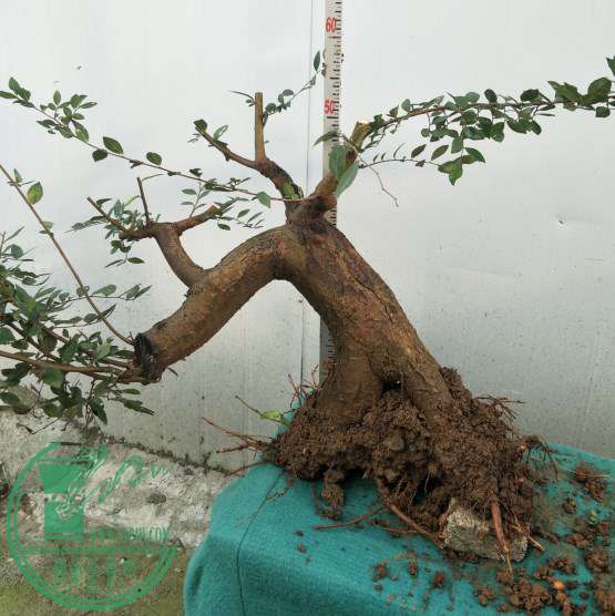 СҶ������