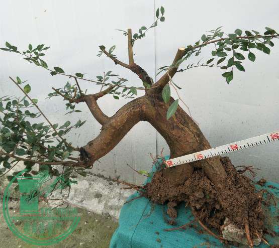 СҶ������