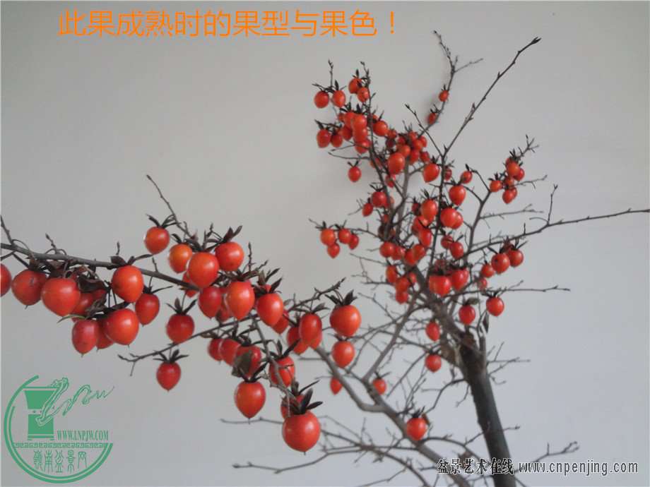 173826x01rei05128cicee.jpg