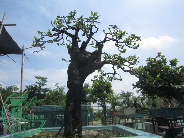 IMG_6443.JPG