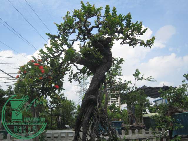 IMG_6675.JPG