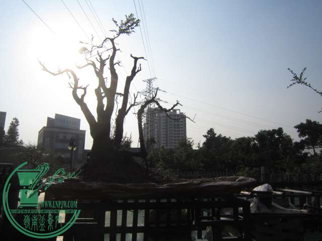 IMG_6864.JPG
