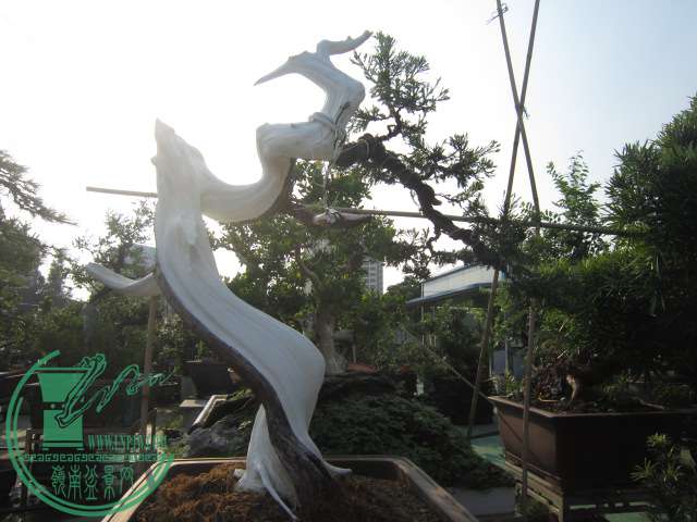 IMG_6858.JPG