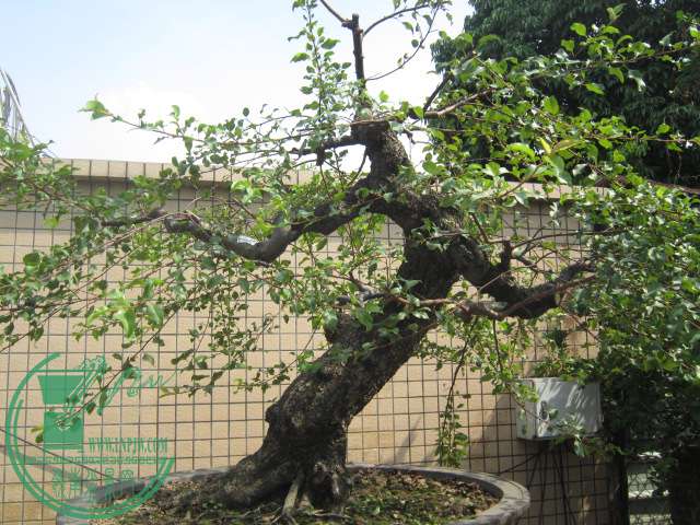 IMG_6888.JPG