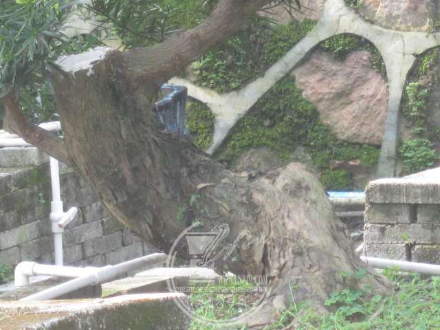 IMG_6790.JPG