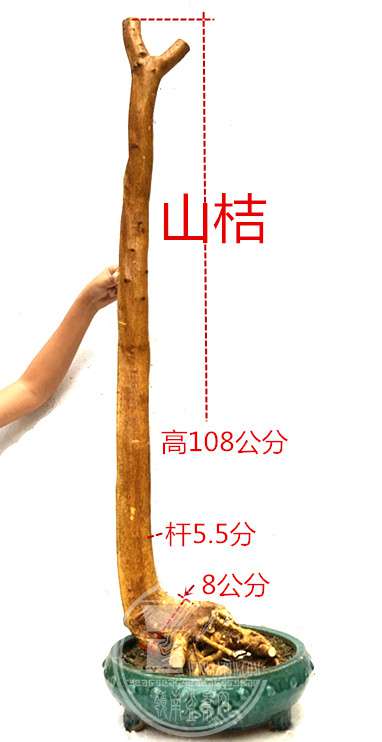 4_.jpg