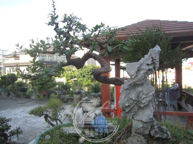 IMG_7438.JPG
