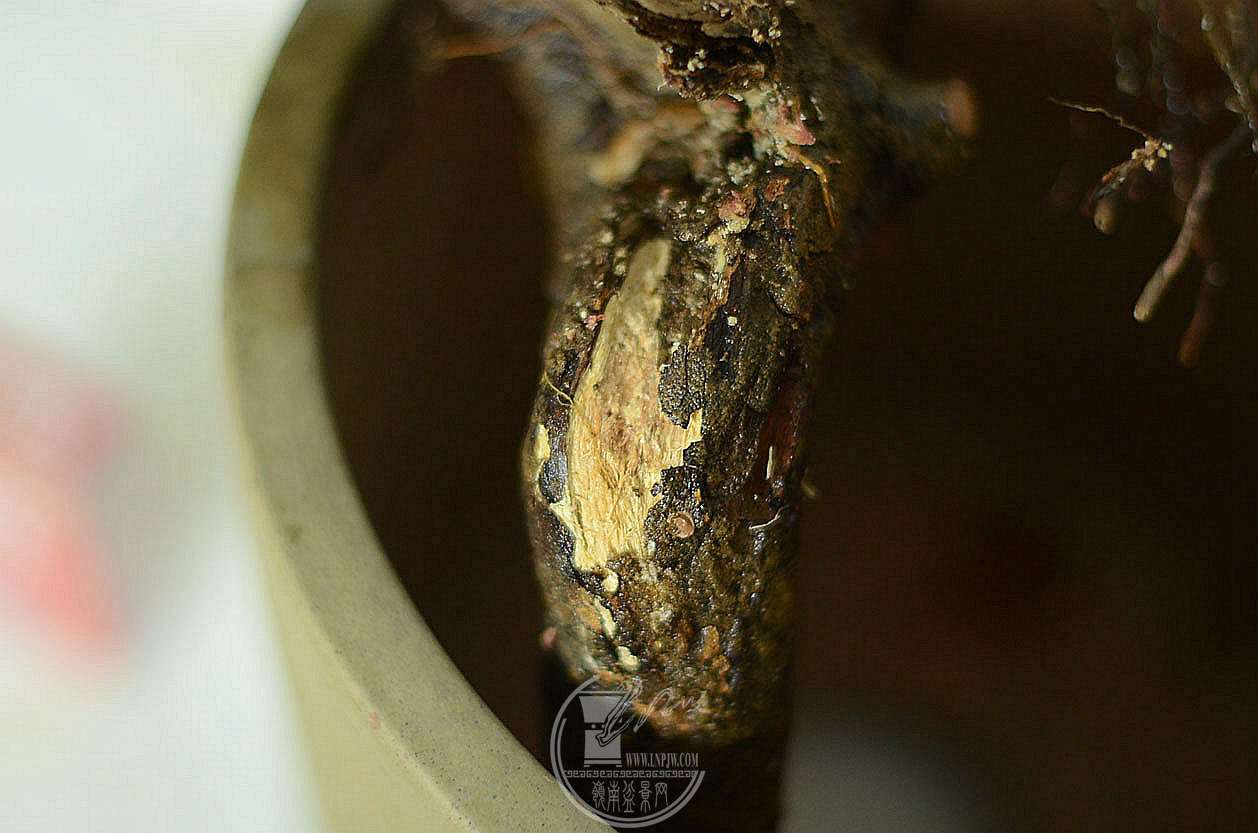 DSC_6410.JPG