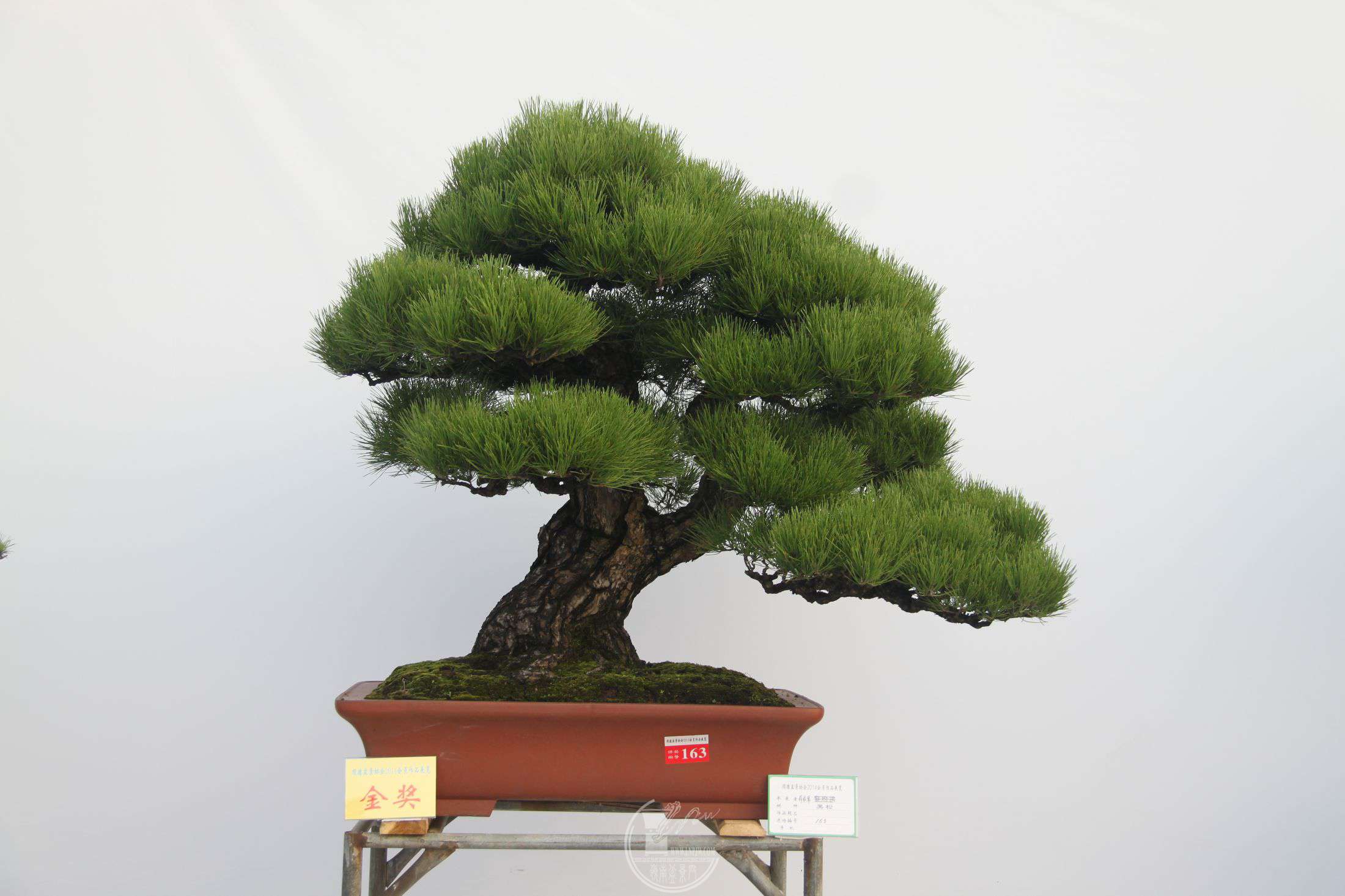 ֣ɣ 100 CMߣѦ˳辰Э2014ӭ쾫Ʒչ.jpg