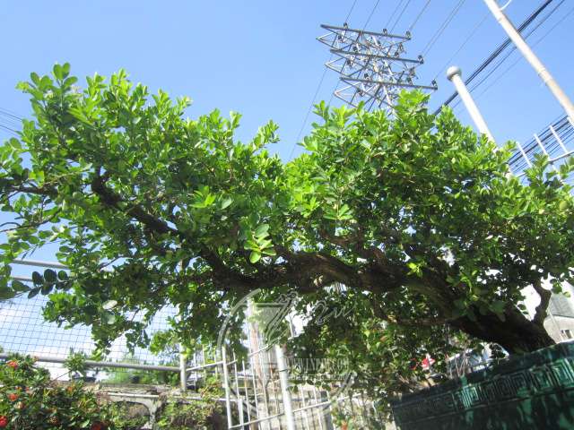 IMG_5926.JPG