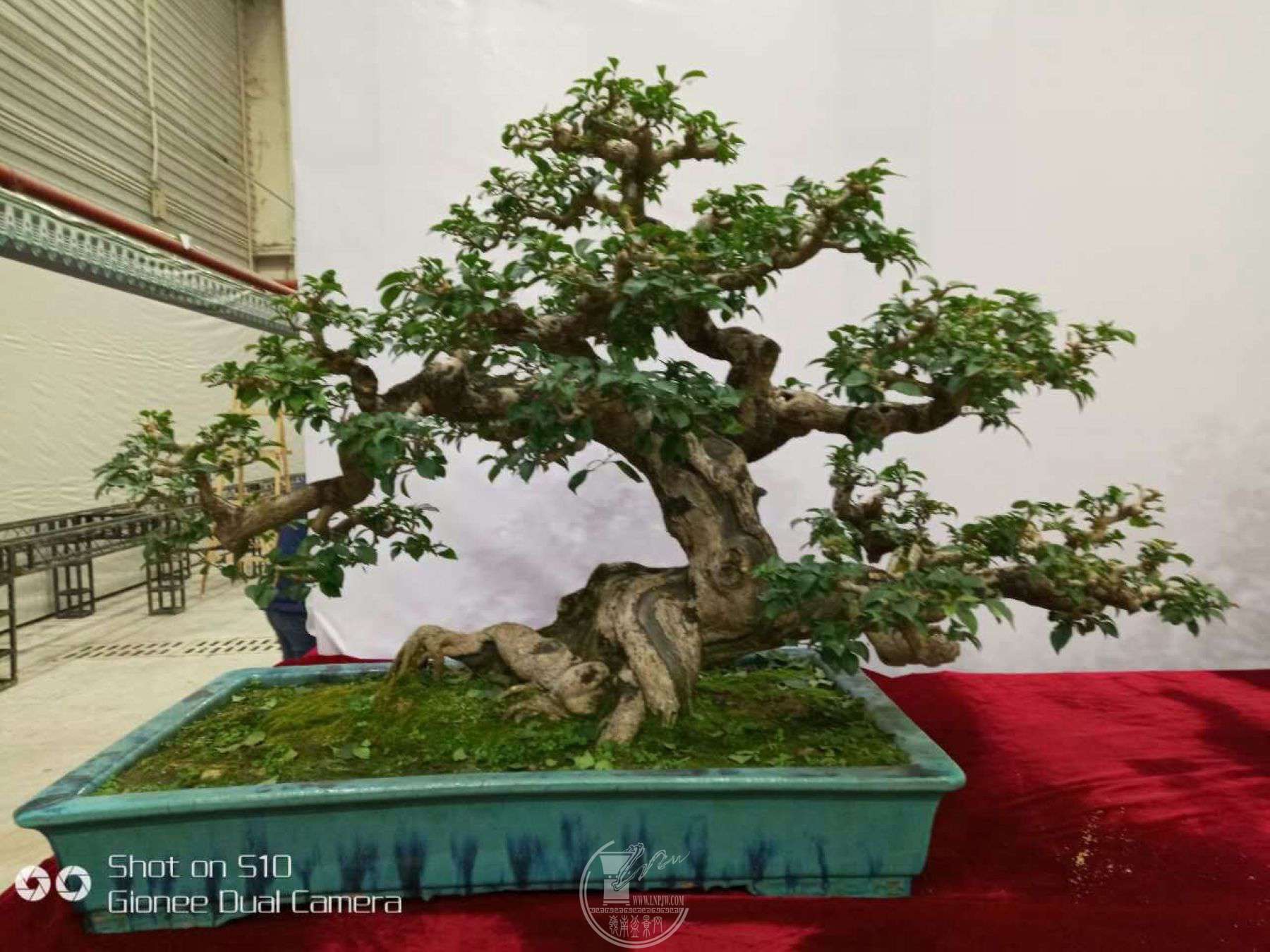 mmexport1514510046026.jpg