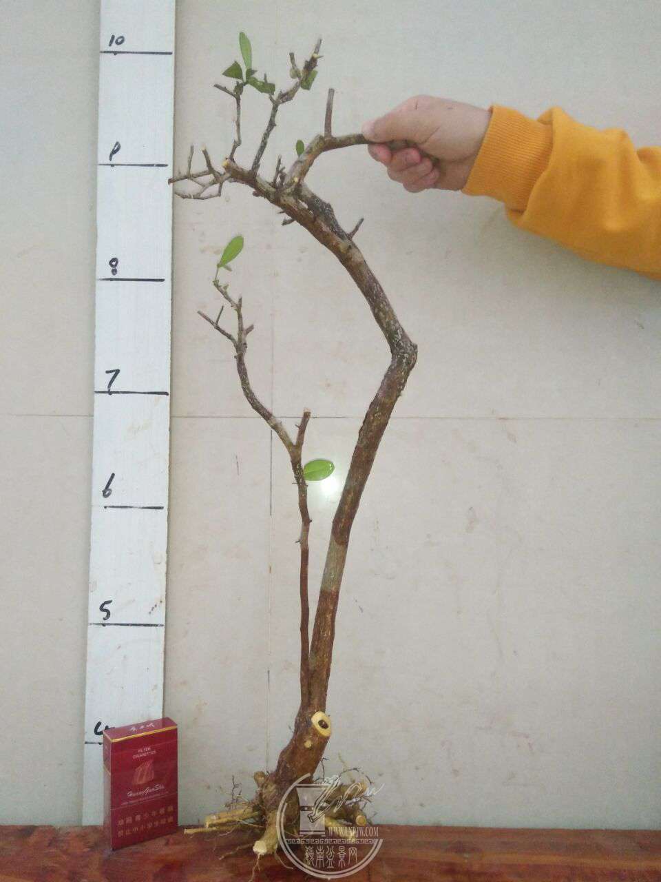 QQͼƬ20171229202655.jpg