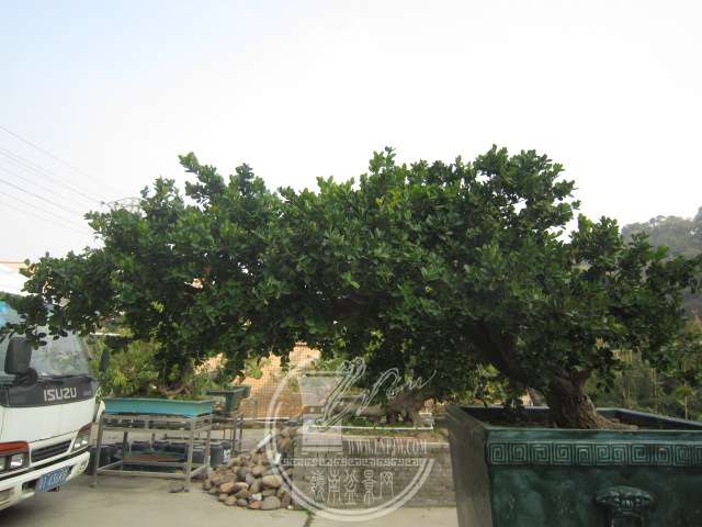 IMG_7678.JPG