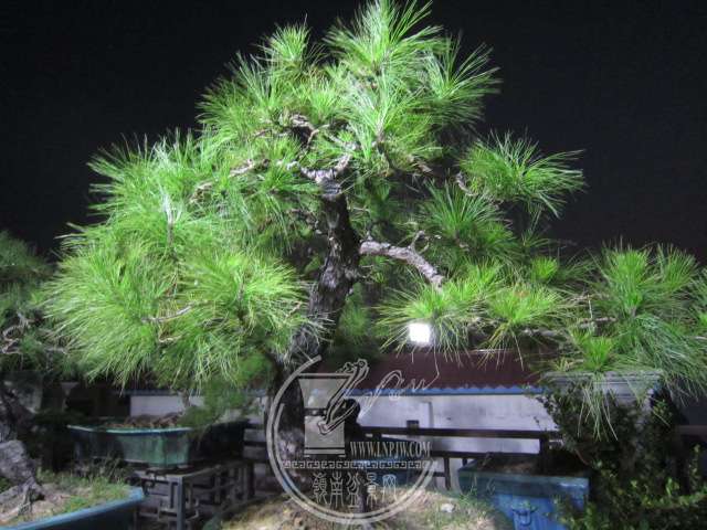 IMG_7541.JPG