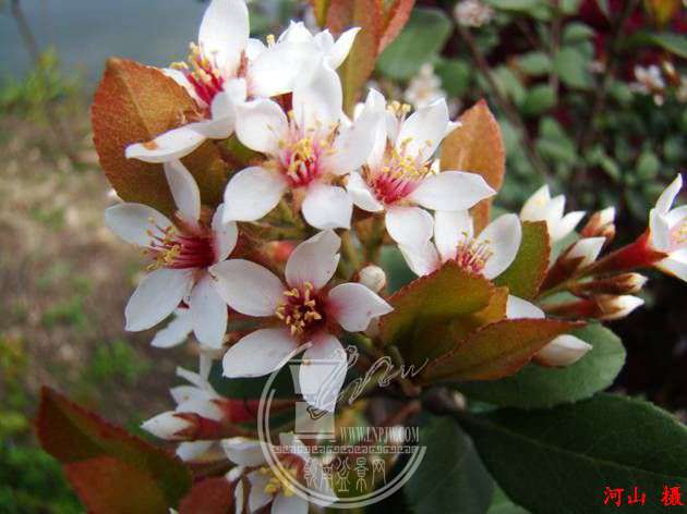 T1oyoTFfxfXXXXXXXX_!!0-item_pic (1).jpg