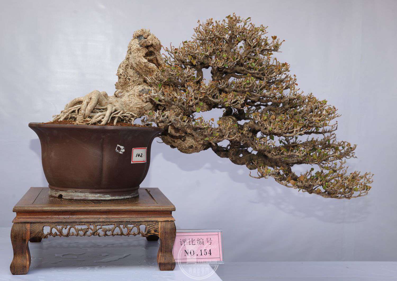 金奖作品第二届中国海南盆景精品展暨海南省第四届盆景展