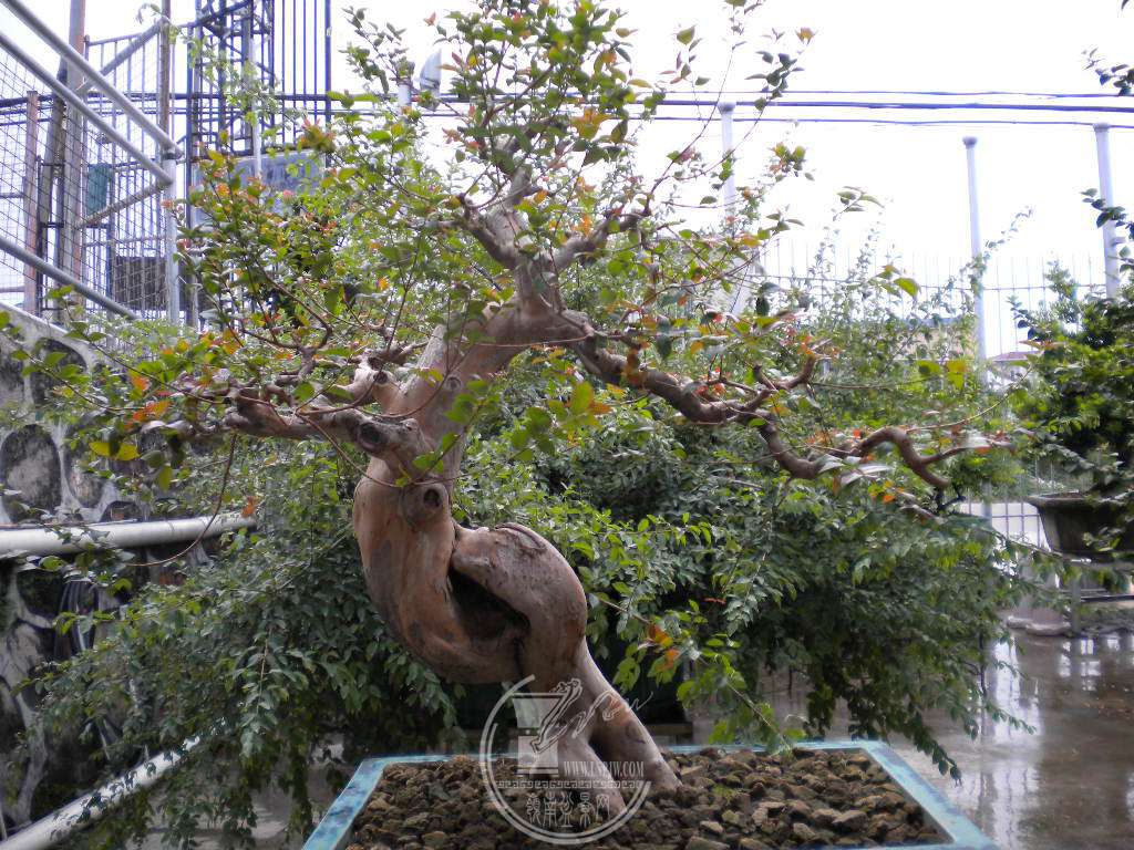 DSCN8542.JPG