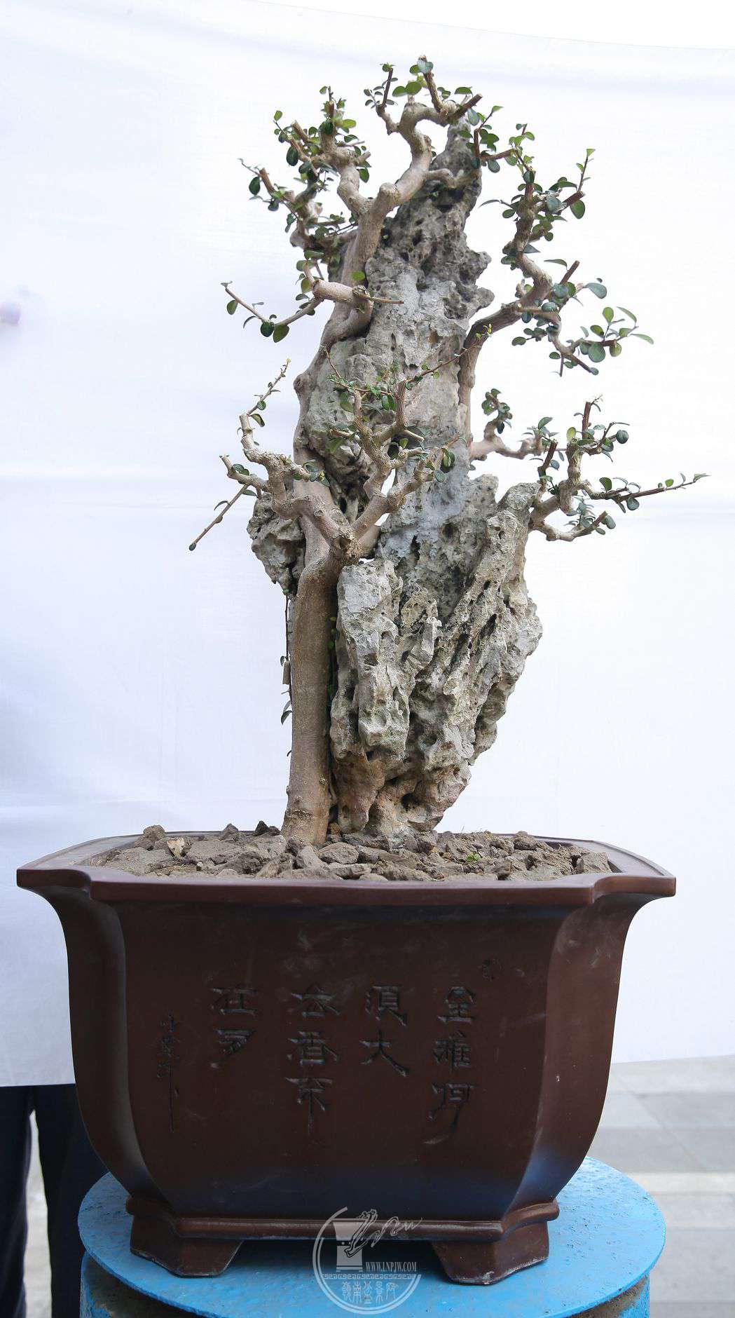 졷أأã͡IMG_0056_.jpg