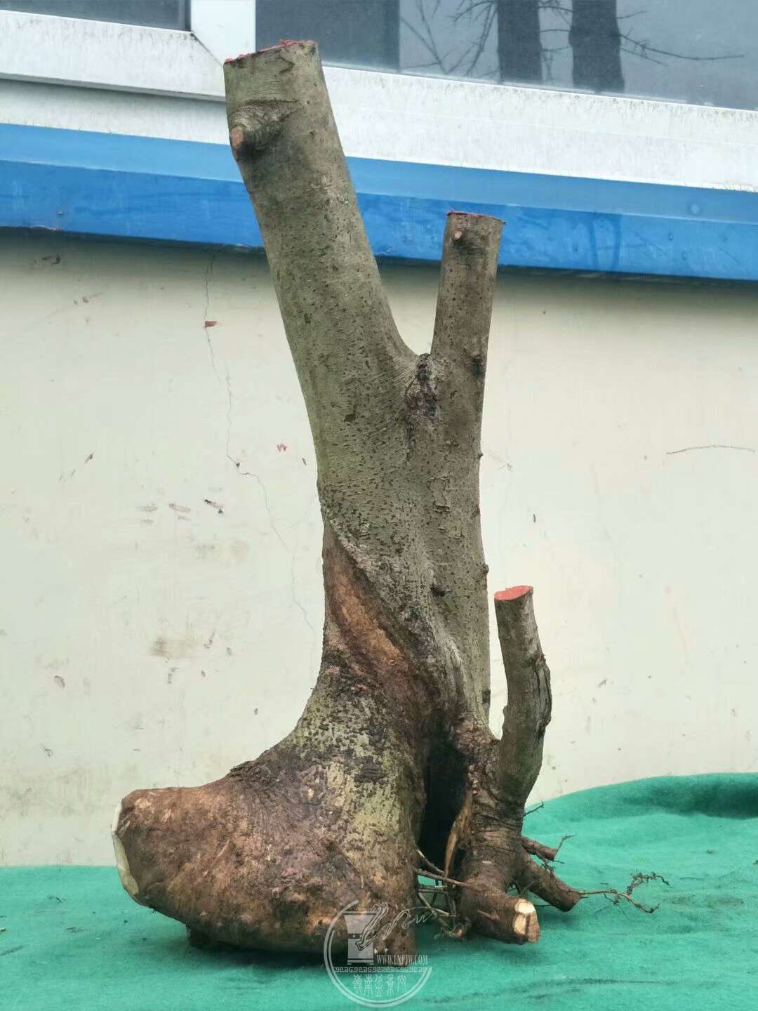 1520249175093.jpeg