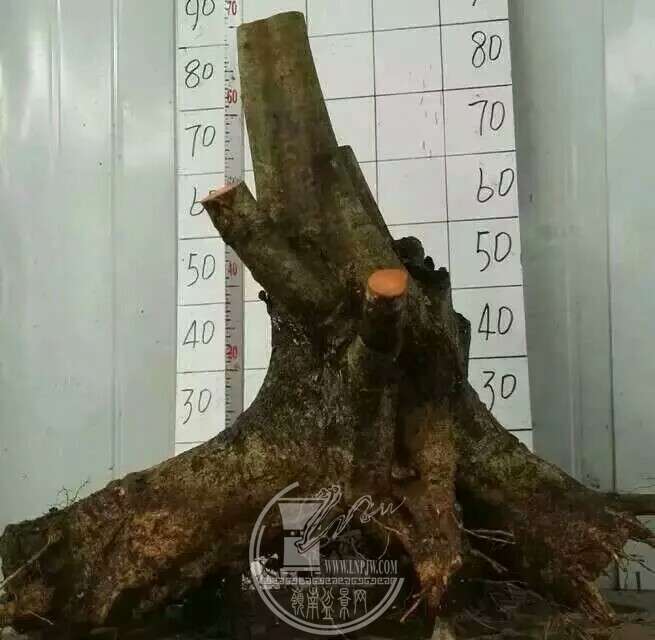 1520301266902.jpeg