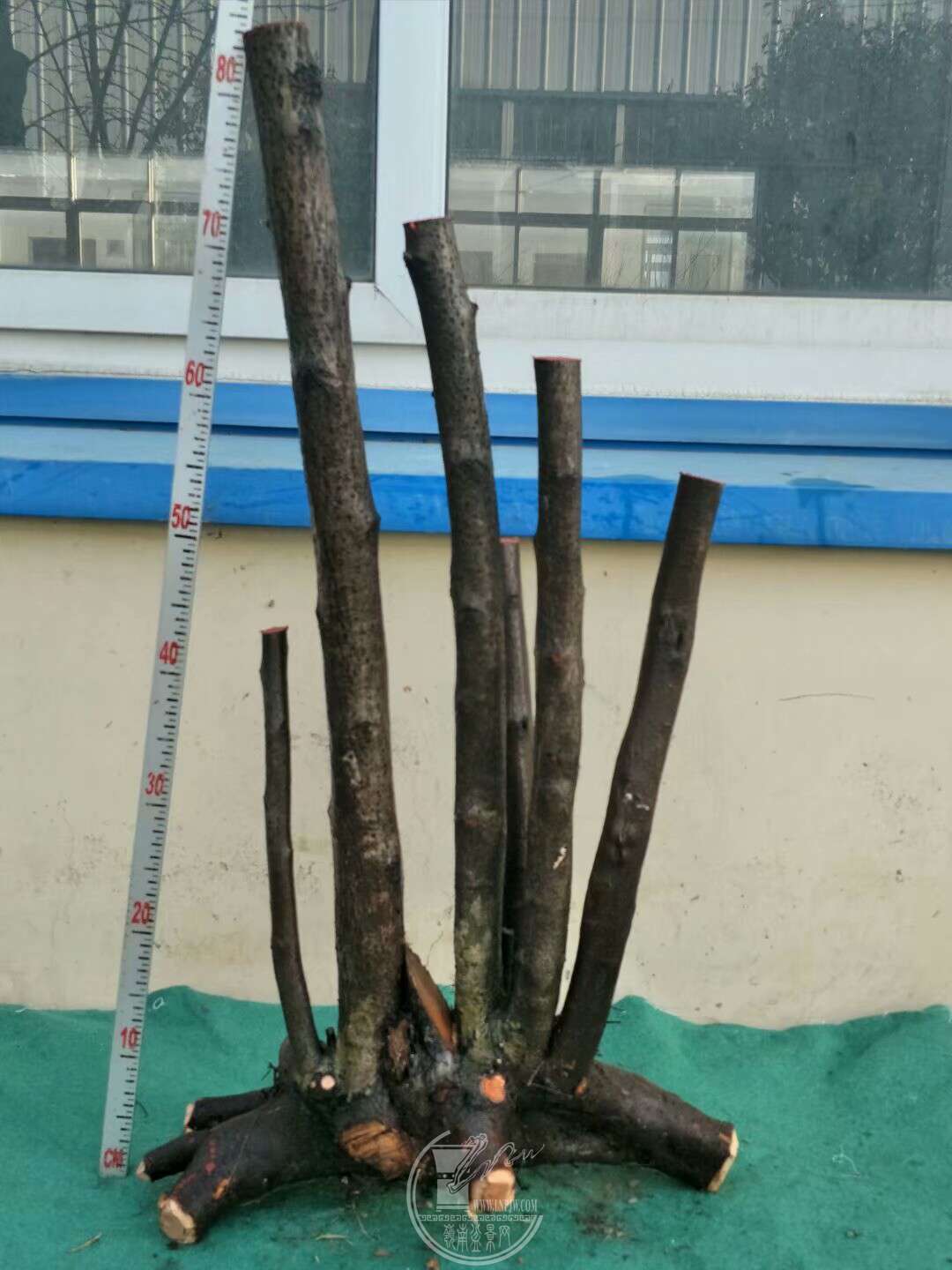 1520831457781.jpeg