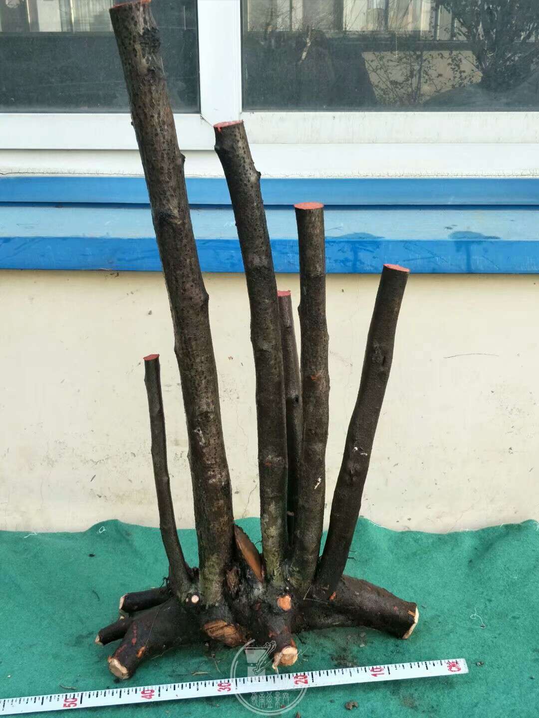 1520831461386.jpeg
