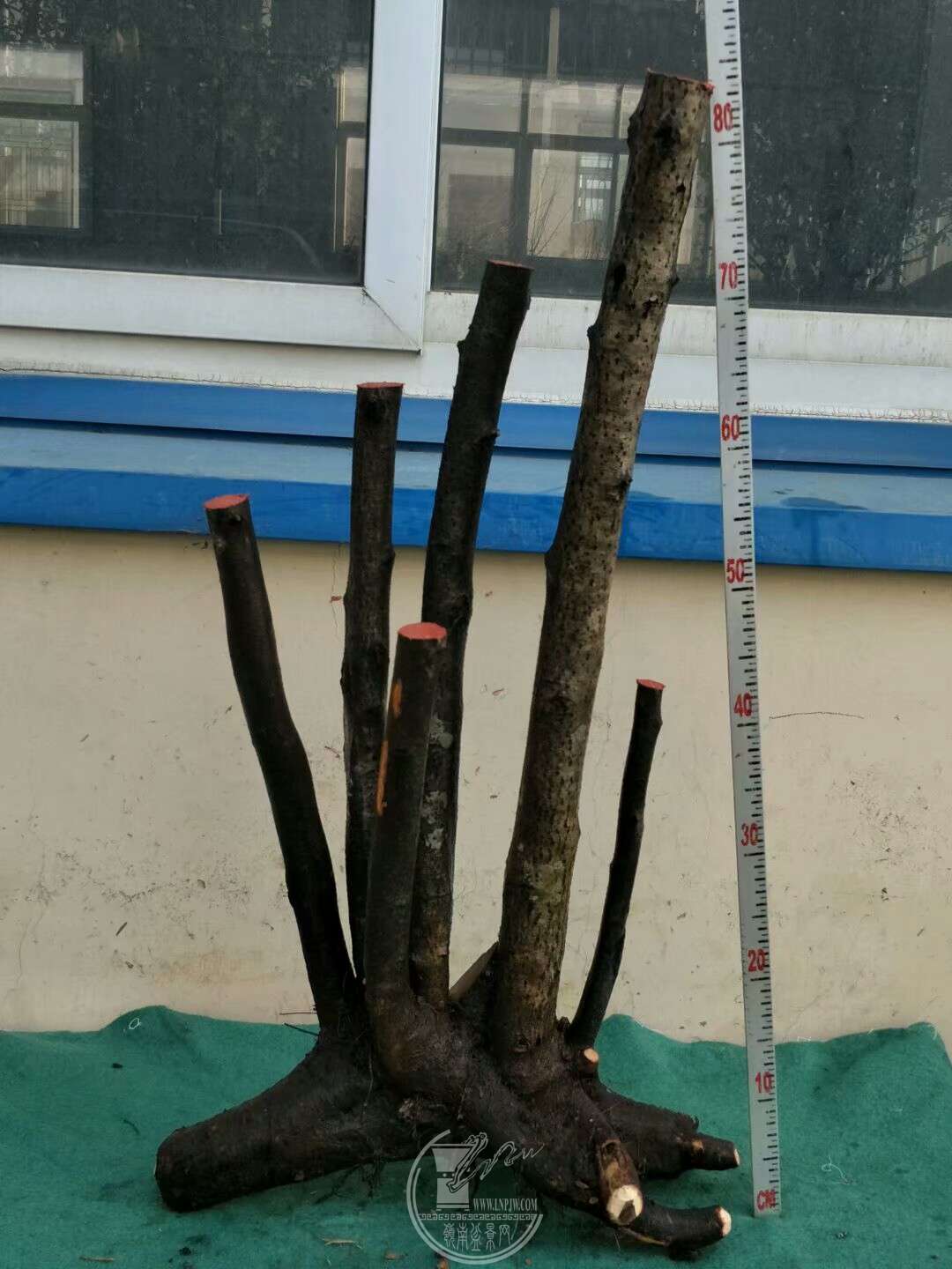 1520831466138.jpeg