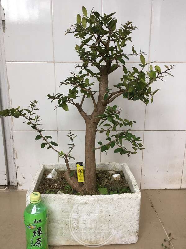 927770