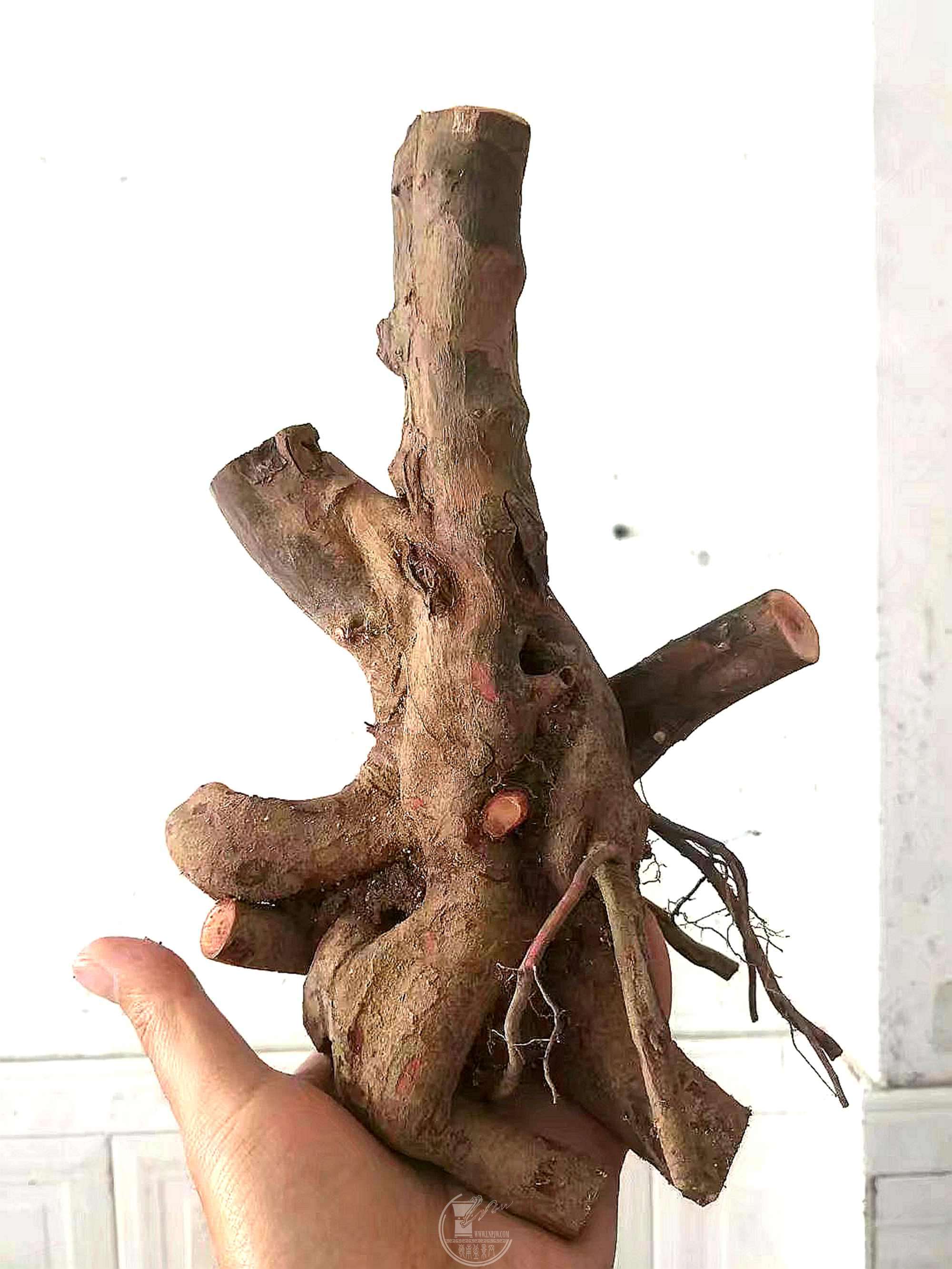 psb (2).jpg
