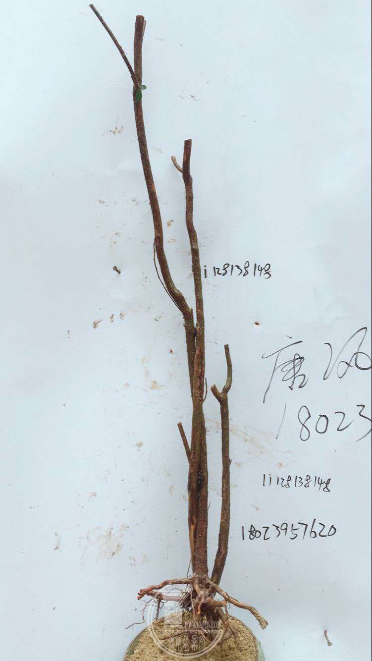 QQͼƬ20180317135113.jpg